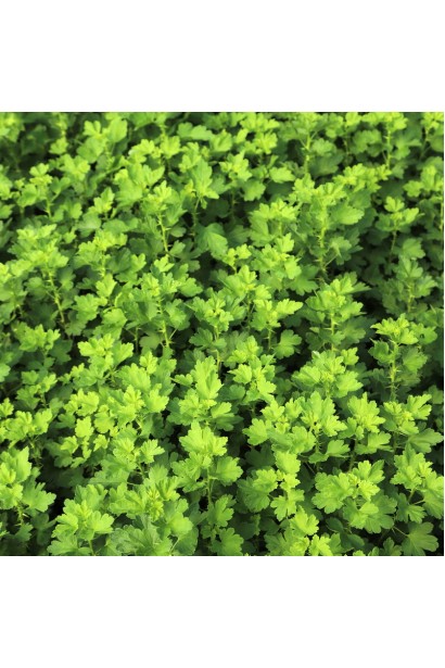 Саджанці Аґруса Золотистий в садовому центрі